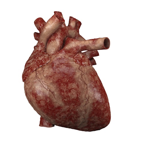 Human heart