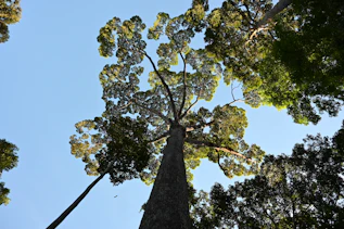 A giant leafy green tropical tree photographed from the rainforest floor.