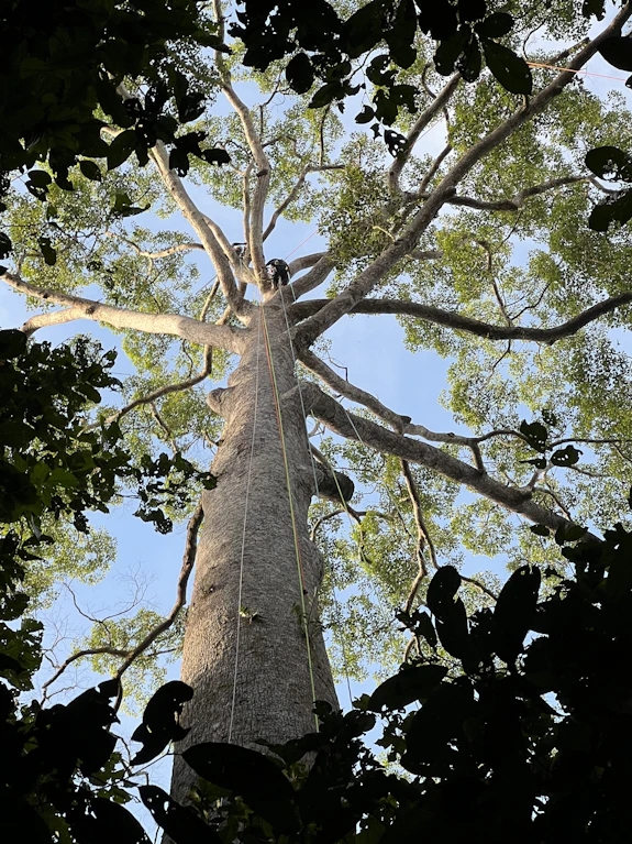 A person is photographed climbing a giant leafy green tropical tree in a rainforest.