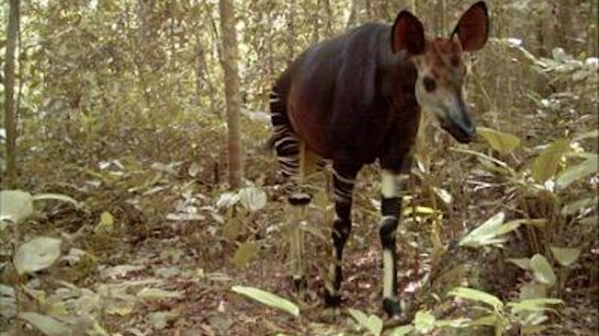 Congolese Okapi