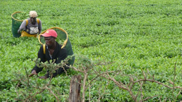 Fair trade and the informal economy