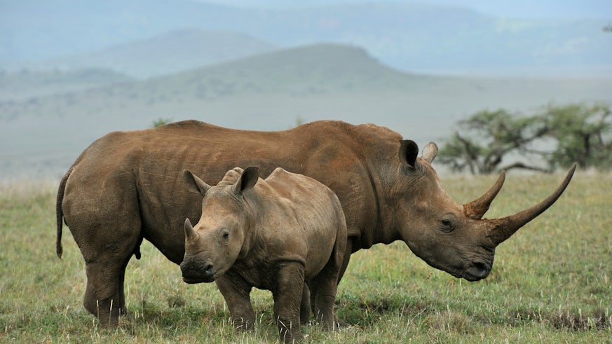 Mother and baby black rhinos