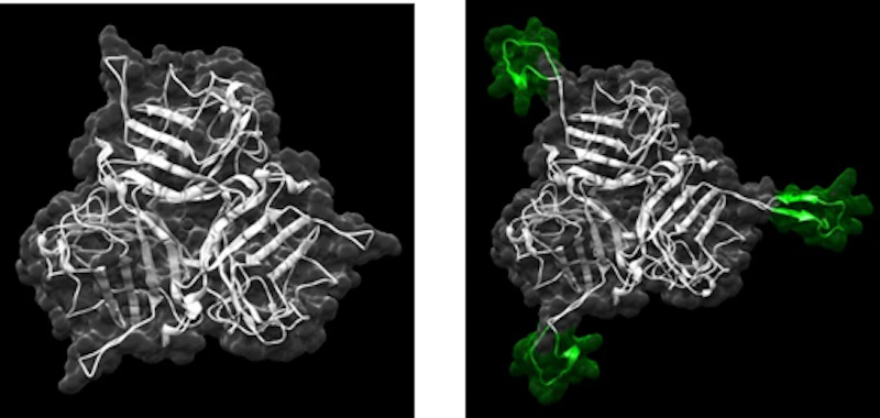 structure of the unmodified Ad5 fiber knob protein 