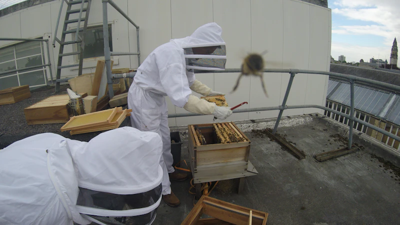 installation of bute bees