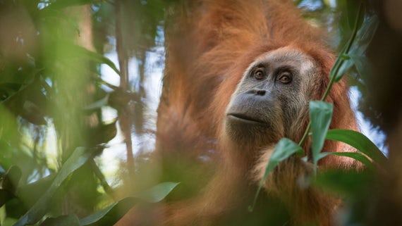 Photograph of Tapanuli Orangutan