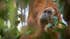 Darganfod rhywogaeth newydd o epaod mawr yn Indonesia