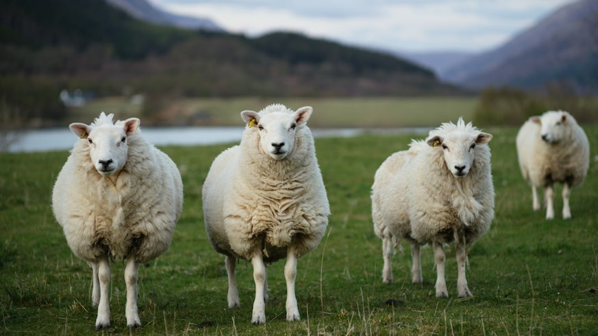 New light shed on the domestication history of sheep and goats - News -  Cardiff University