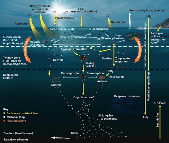 Ocean carbon cycling since the middle Miocene: Testing the metabolic ...