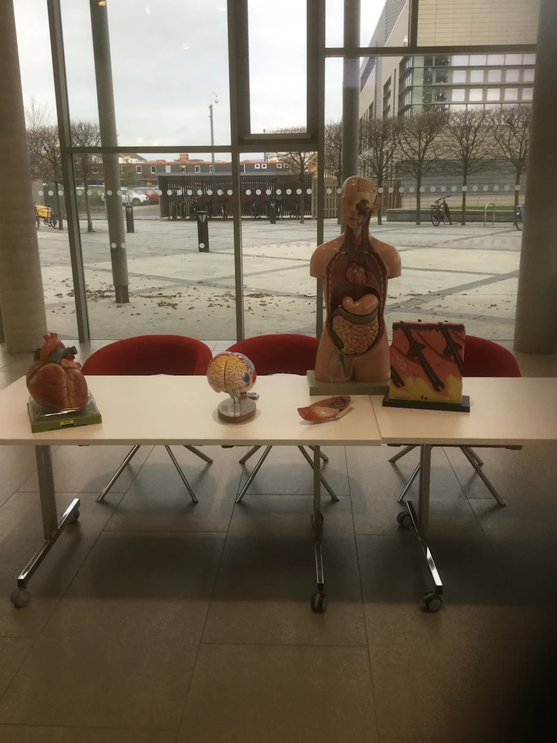 anatomy set up 