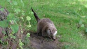 Sprainting Eurasian otter