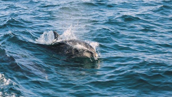 Image of bottle nose dolphin in the water 