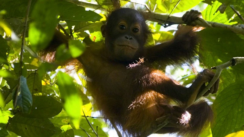 Baby orangutan