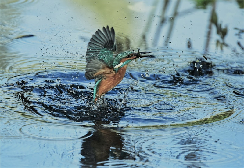 Kingfisher(3)