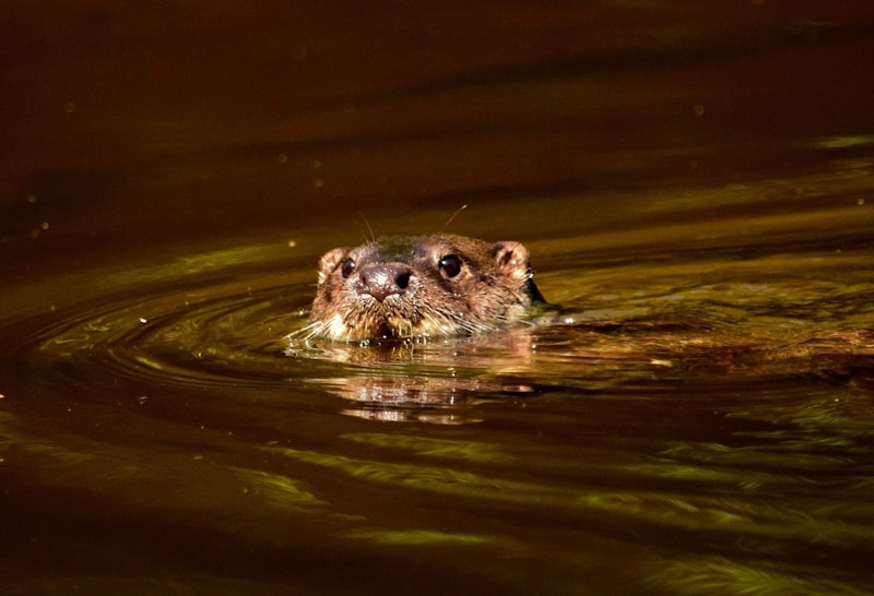 Toxic ‘forever chemicals’ found in otters across England and Wales – new research
