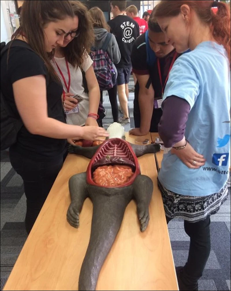 People interacting with an anatomical model of an otter