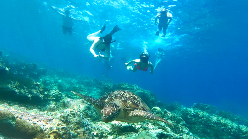 Chloe Newman swimming in Australia during her year abroad.