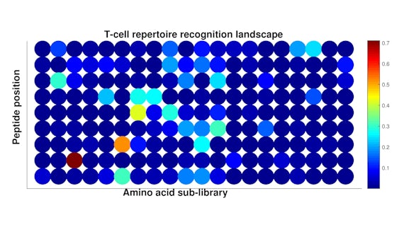 T-cell receptor recognition landscape graph