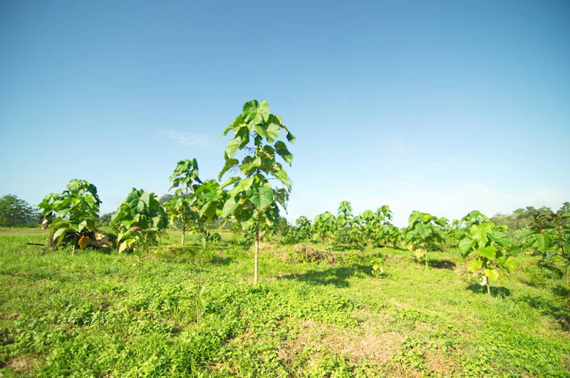 Kinnabatangan