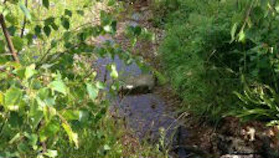 An image of the garden taken from a different side