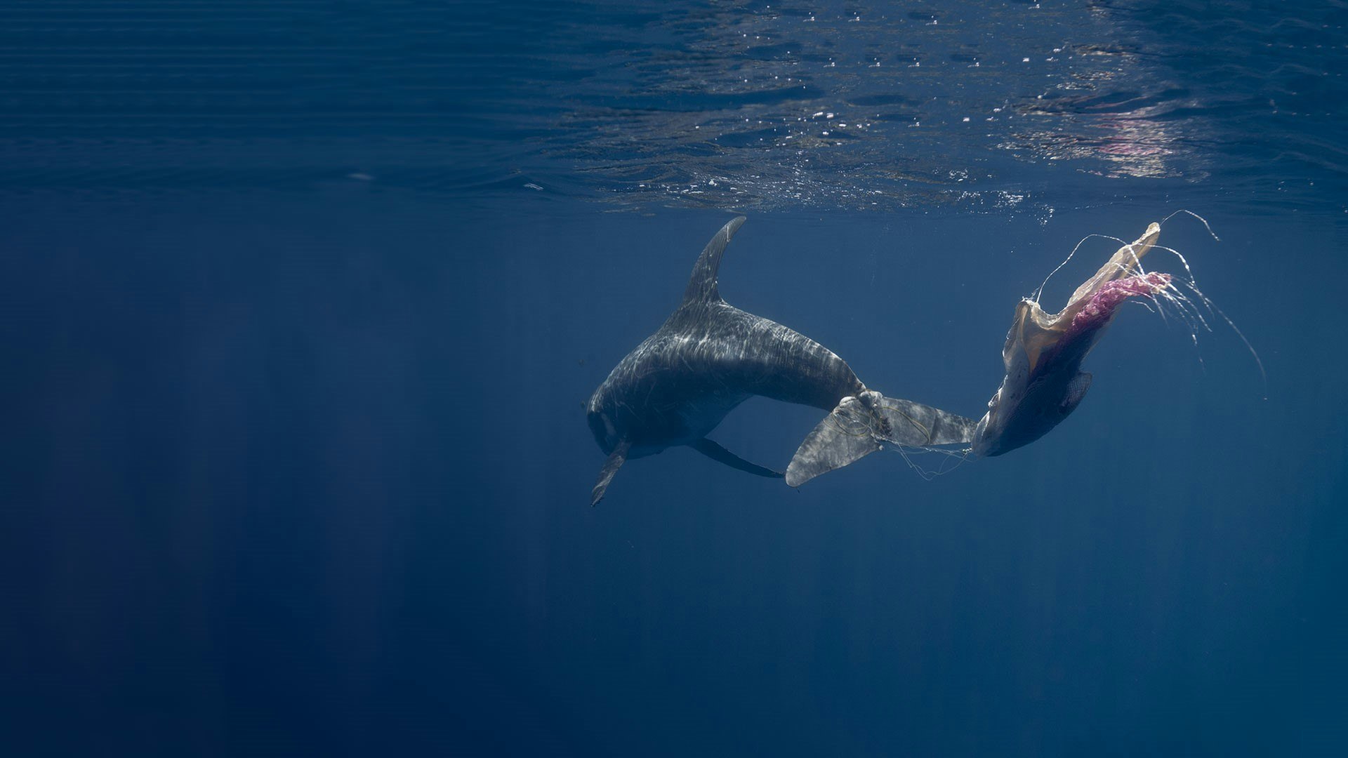 Risso's dolphin tangled in plastic bag