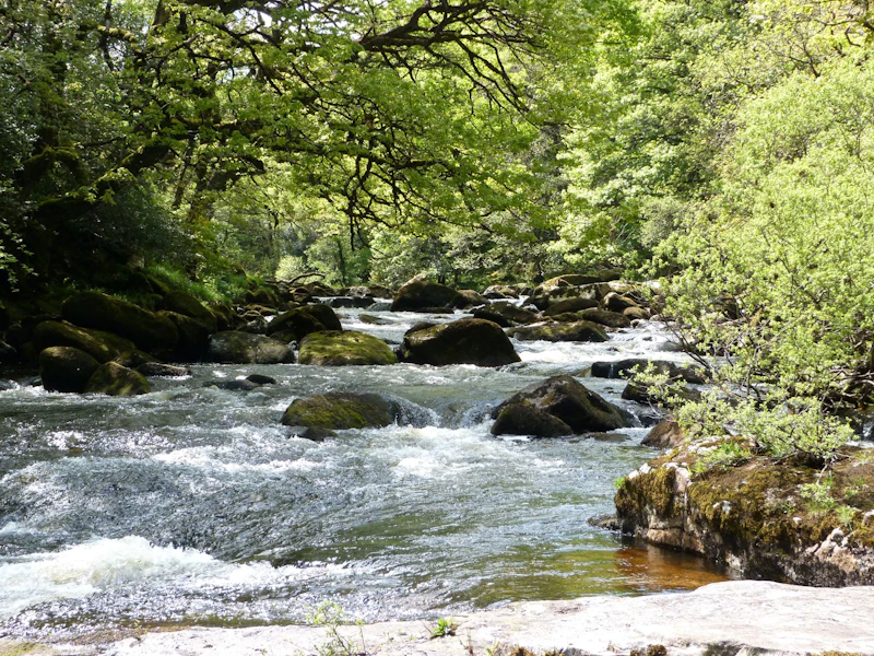 Dr Julian Steer