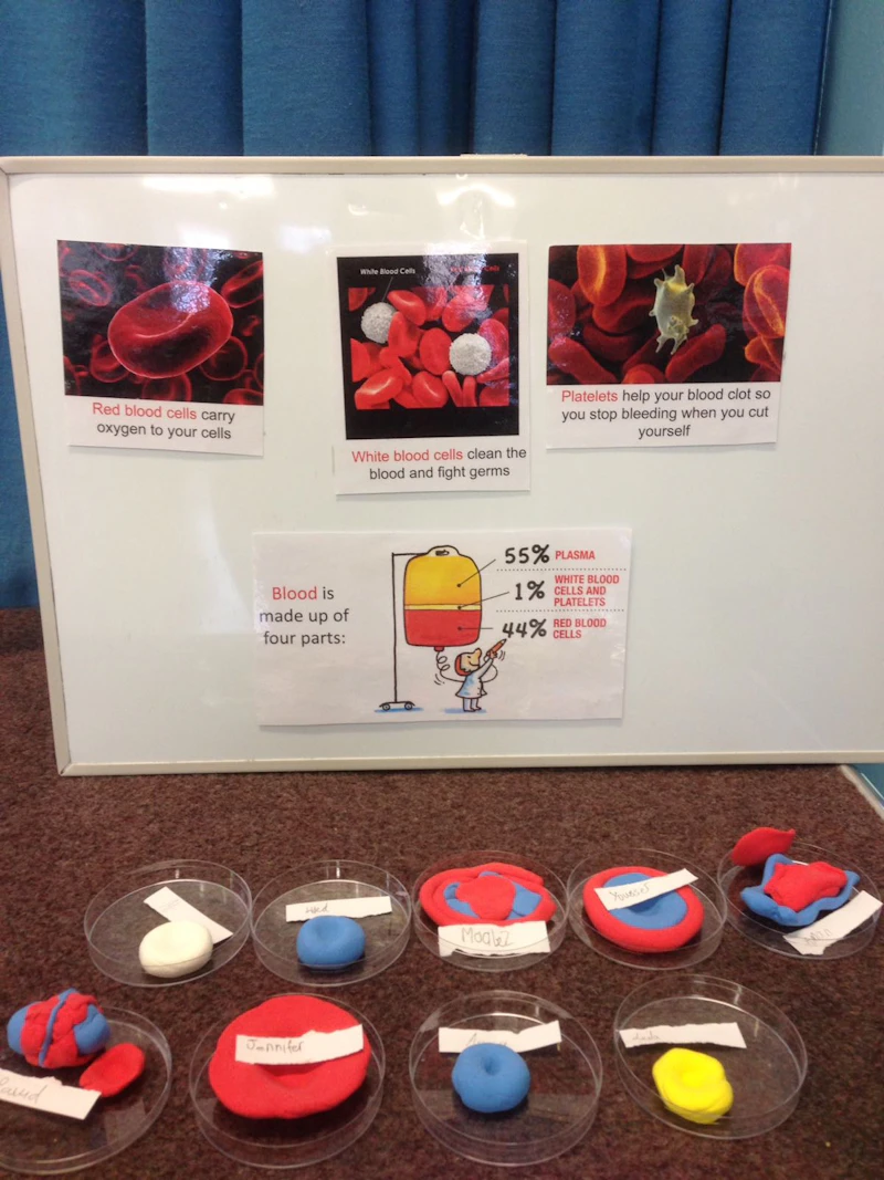 blood and cells