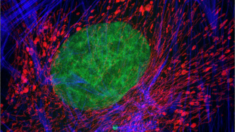 Microscopy image for Pathophysiology and Repair Division