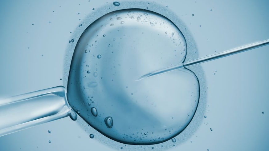 Fertility IVF cells