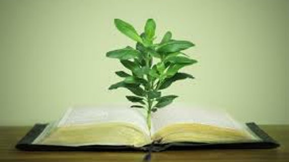 An image of a plant growing from a textbook
