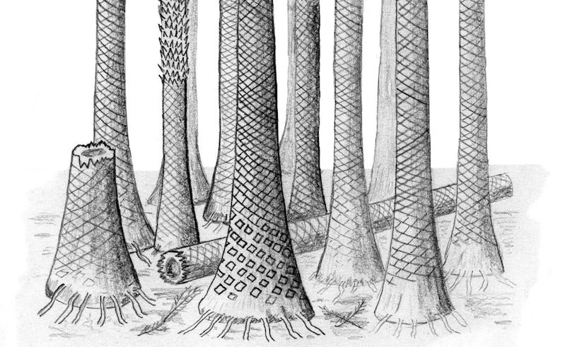 Cartoon Tree Trunks 
