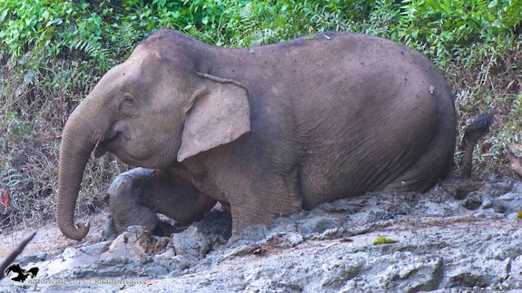 Elephant 
