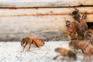 Honeybees at a hive