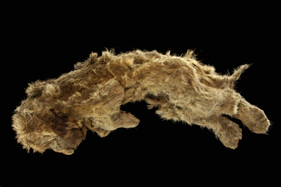 Image of the frozen cave lion cub named Sparta, which has been radiocarbon dated to ca 32,000 years before present and genetically identified as a female.