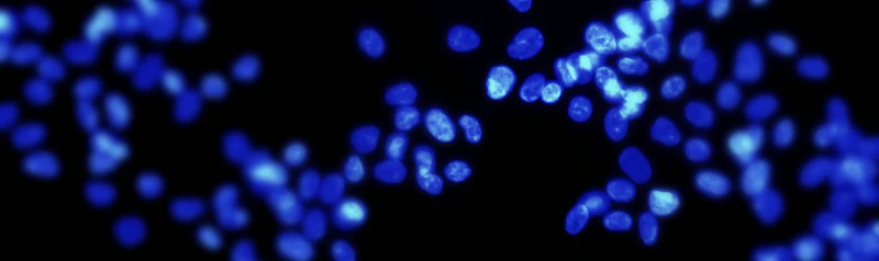 European Cancer Stem Cell Research Institute masthead