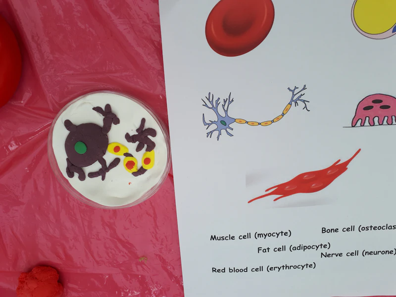 cell b
