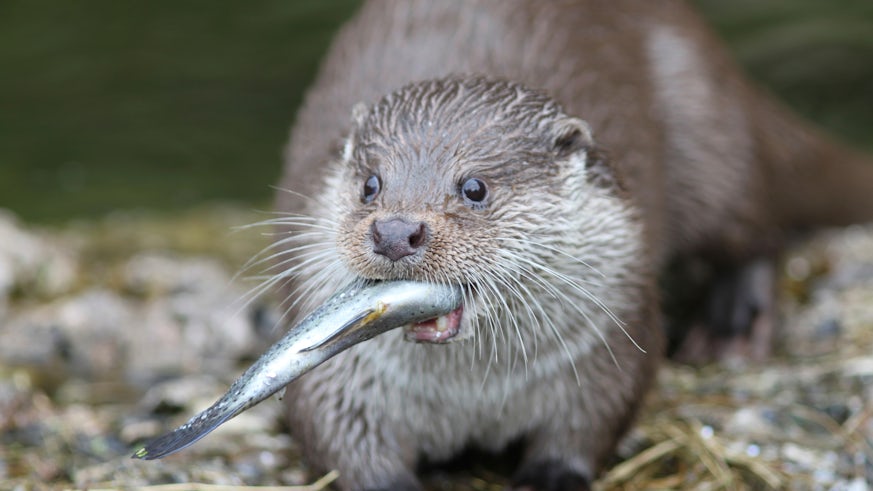 Otter with fish