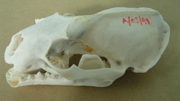 Post mortem examination