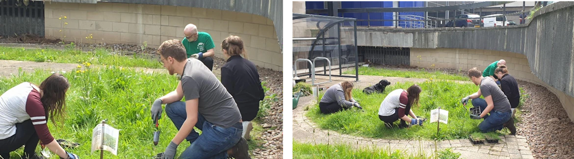 People kneeling down working on a patch of long grass