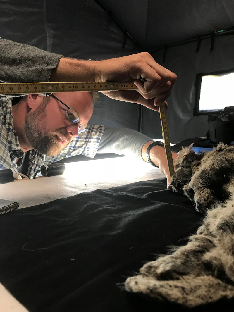 Coauthor Love Dalén measuring cave lion cub 