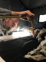 Coauthor Love Dalén measuring cave lion cub