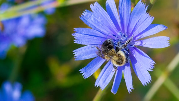 Honey Bee covered with pollen on a blue corn flower - stock photo