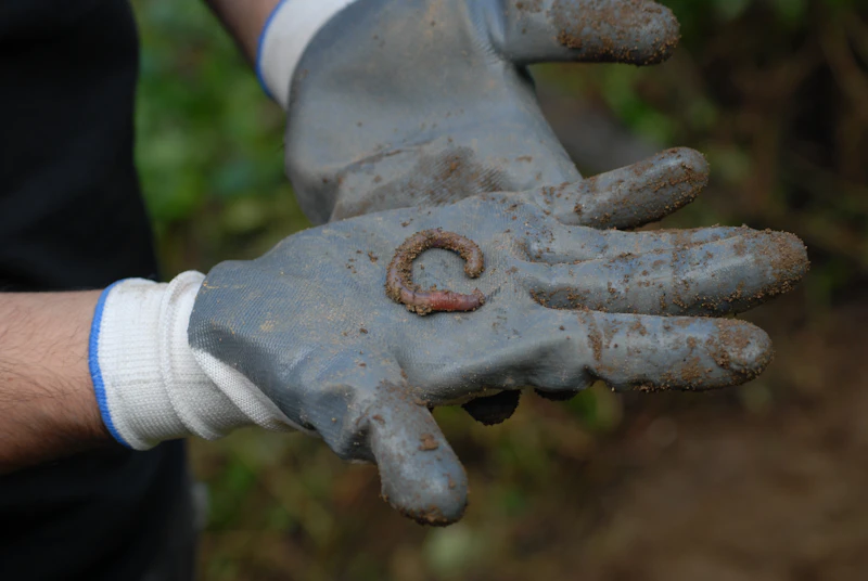 Earthworm