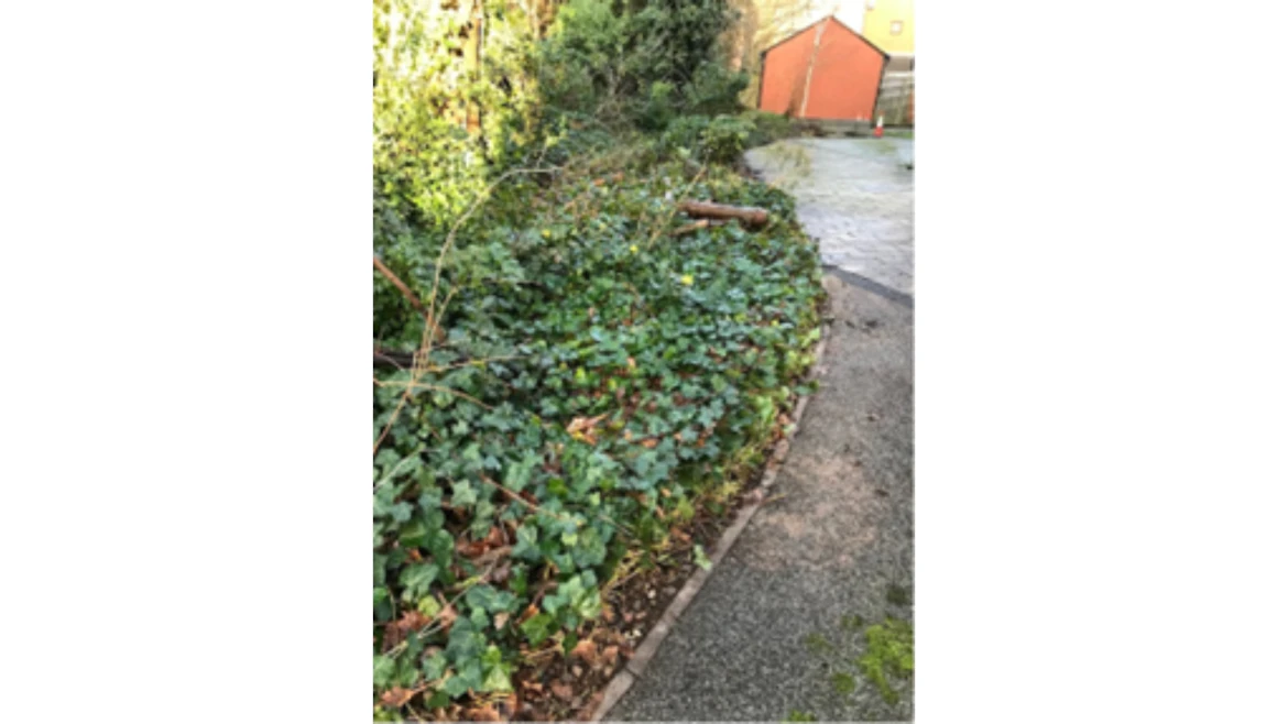 An image of a flowerbed with leafy growth