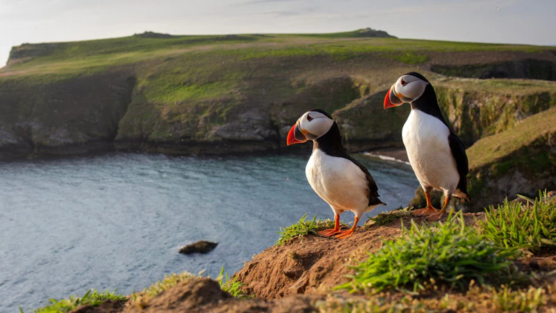 An image of a puffin on a clifftop