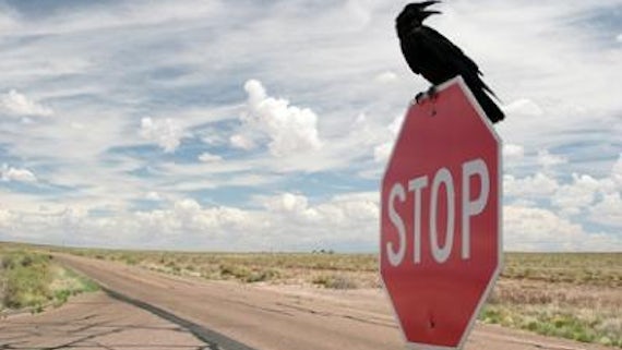 Do birds obey the speed limit?