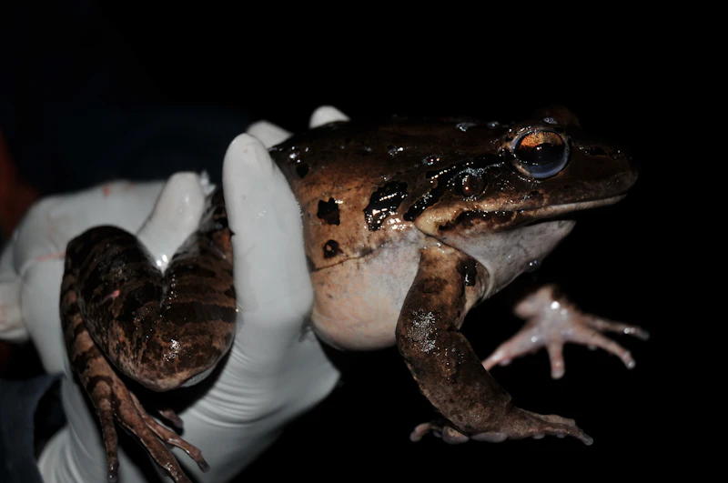 Mountain chicken frog. Credit: Chester Zoo