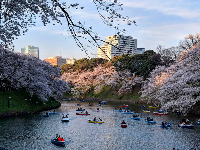 Study in Japan