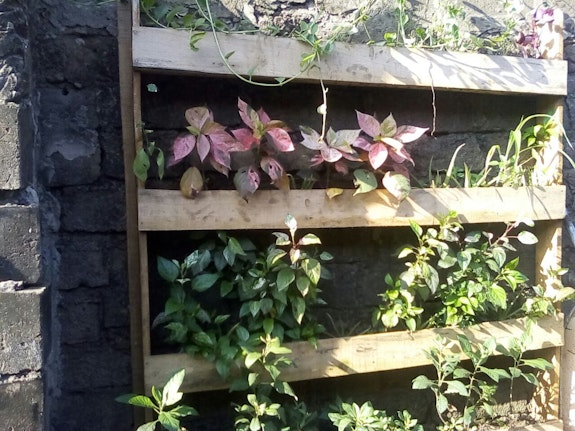 A ‘Vertical Greening System (VGS)’ or ‘Green Wall'.