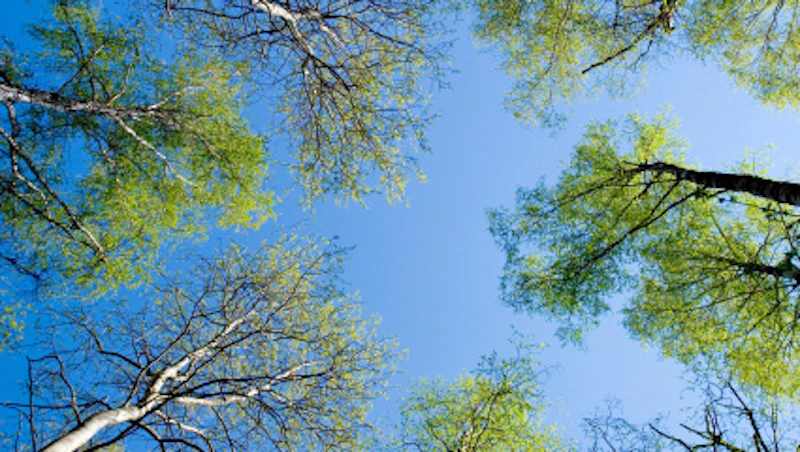 Sky through the trees