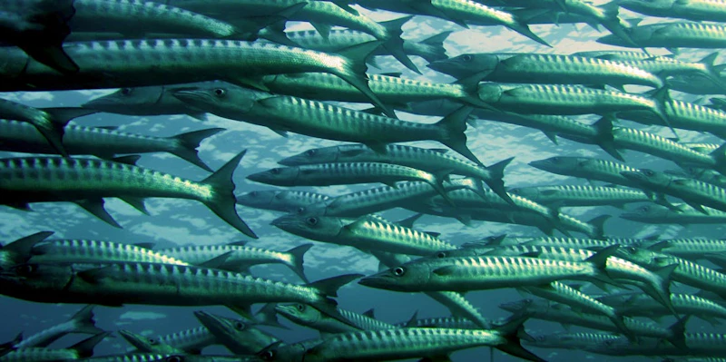 Fish1